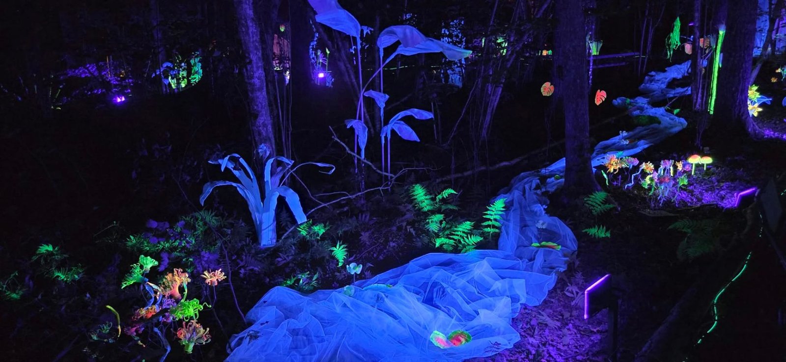 Självlysande ljusinstallation i skogen under Nossan Ljusfestival 2026