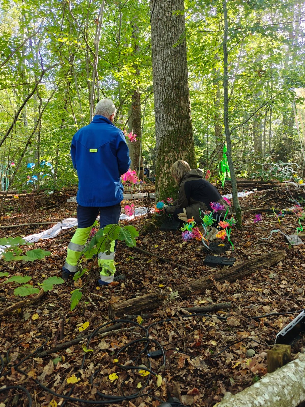 Volontärer bygger ljusinstallation i skogen